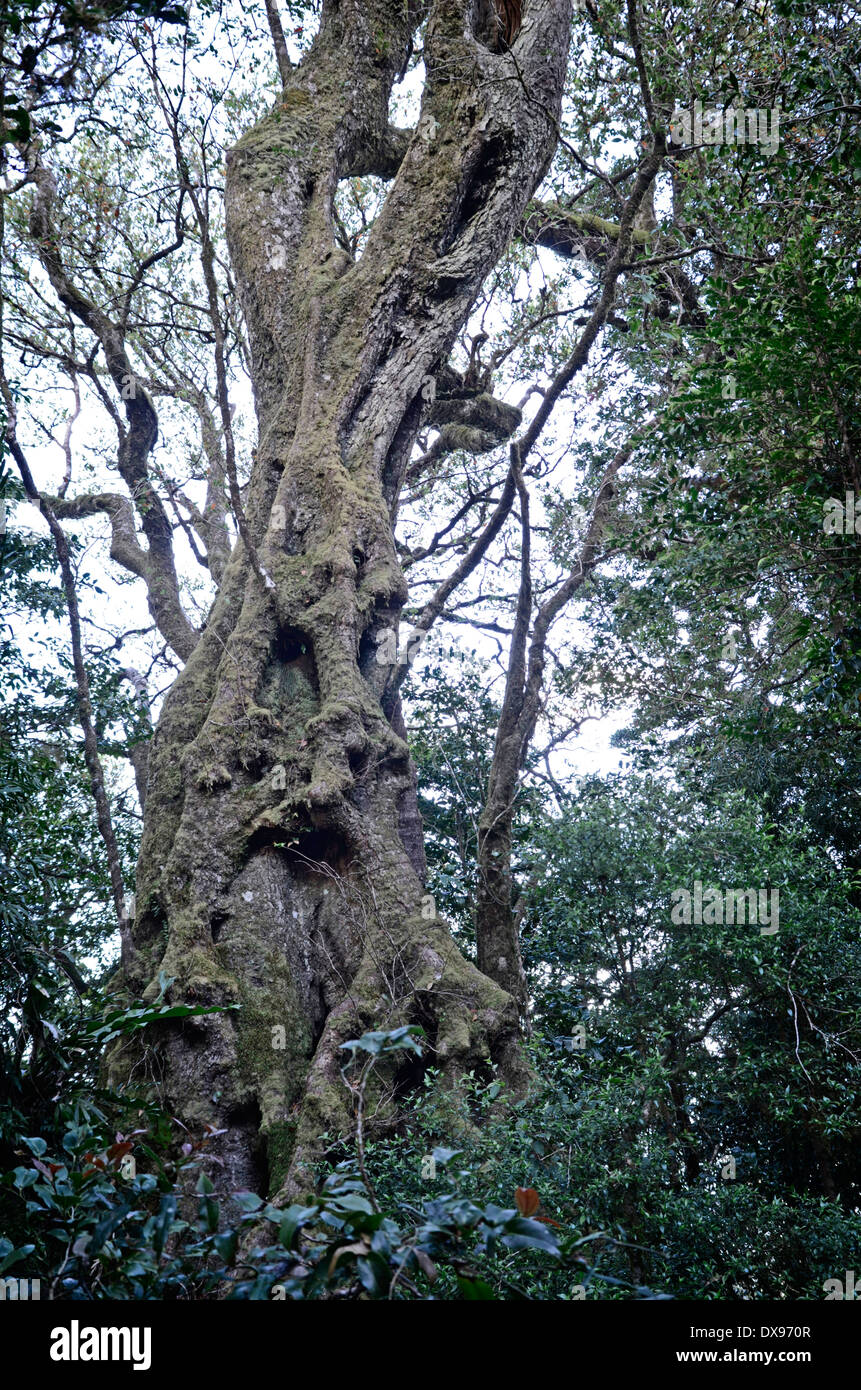 Antarktische Buche. Nothofagus Moorei. Stockfoto