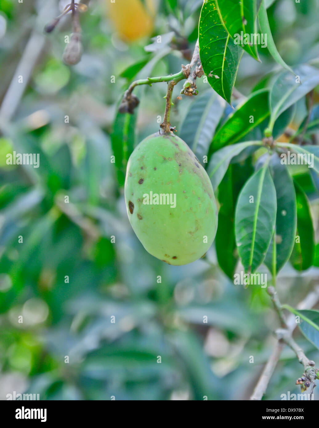 grüne Marian Pflaume; Wann hat es noch grüne Haut, die noch nicht reif angeben Stockfoto