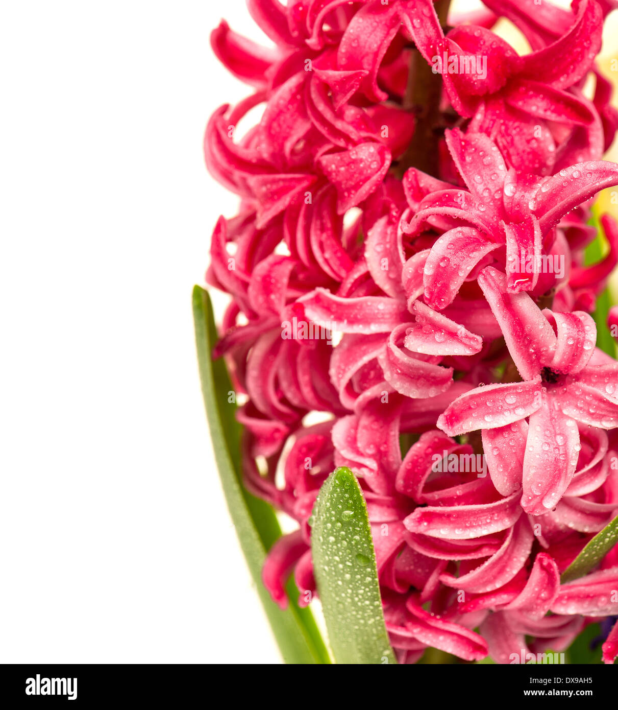 frische rosa Hyazinthe Blüte mit Wasser fällt auf weißem Hintergrund Stockfoto