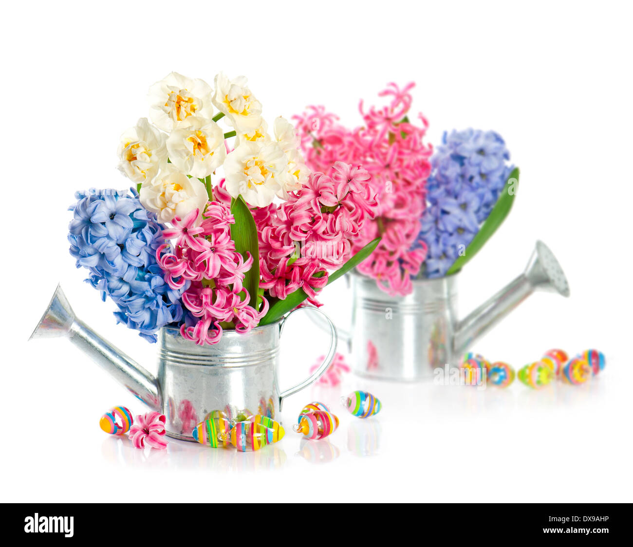 bunte Hyazinthe Frühlingsblumen mit Eiern Osterdekoration auf weißem Hintergrund Stockfoto