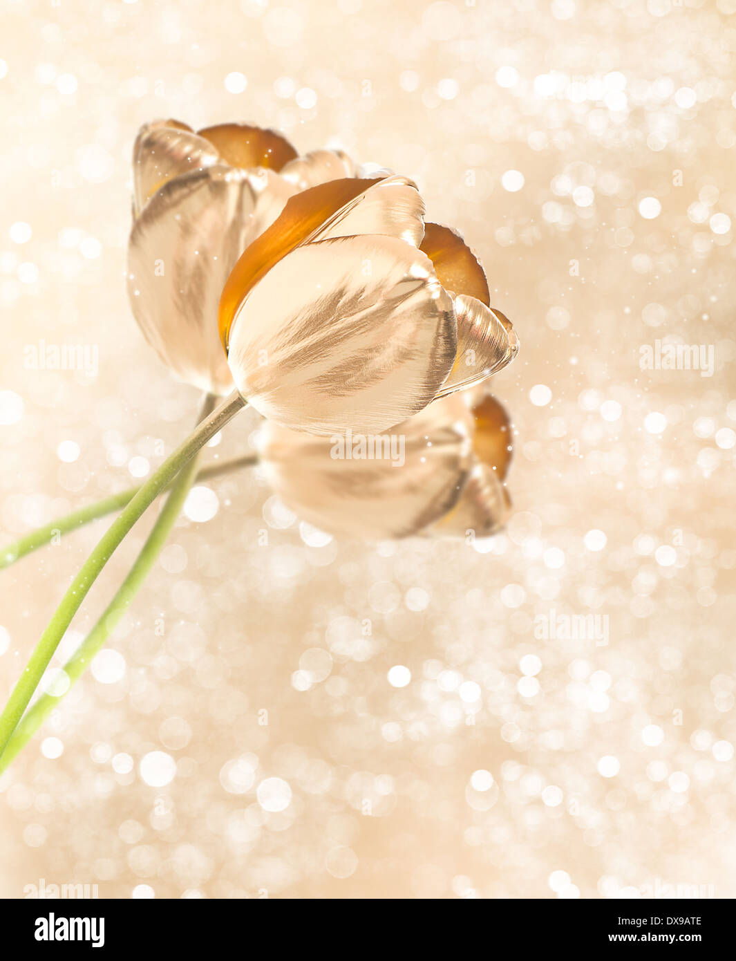 Golden Tulip Blüten über verschwommenes Fantasy Hintergrund Stockfoto