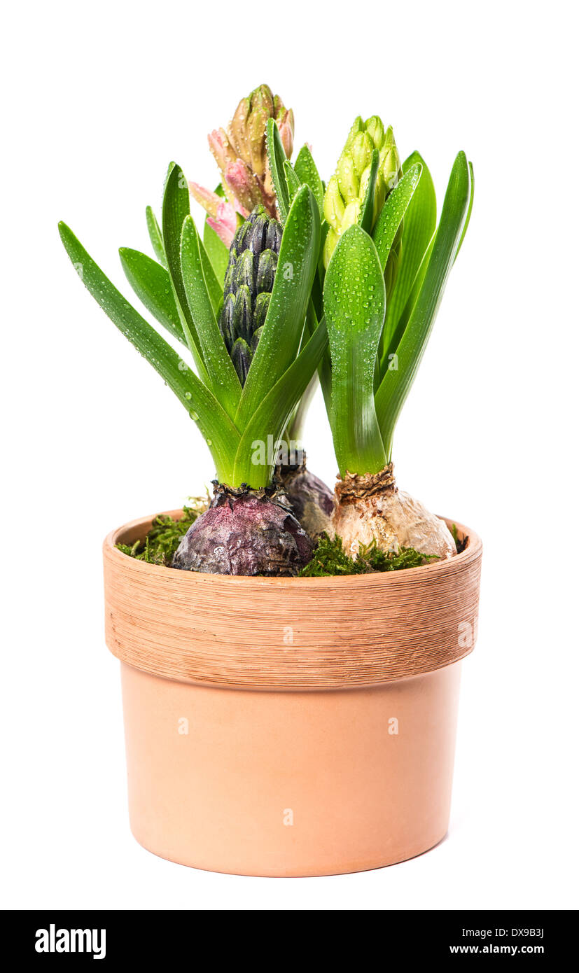 Hyazinthe Blumen auf weißem Hintergrund. Rosa, blau und weiß Hyazinthe im Topf Stockfoto