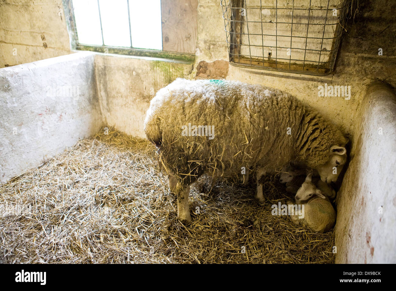 EWE mit Neugeborenen Lämmern in einem Lämmer Schuppen Stockfoto