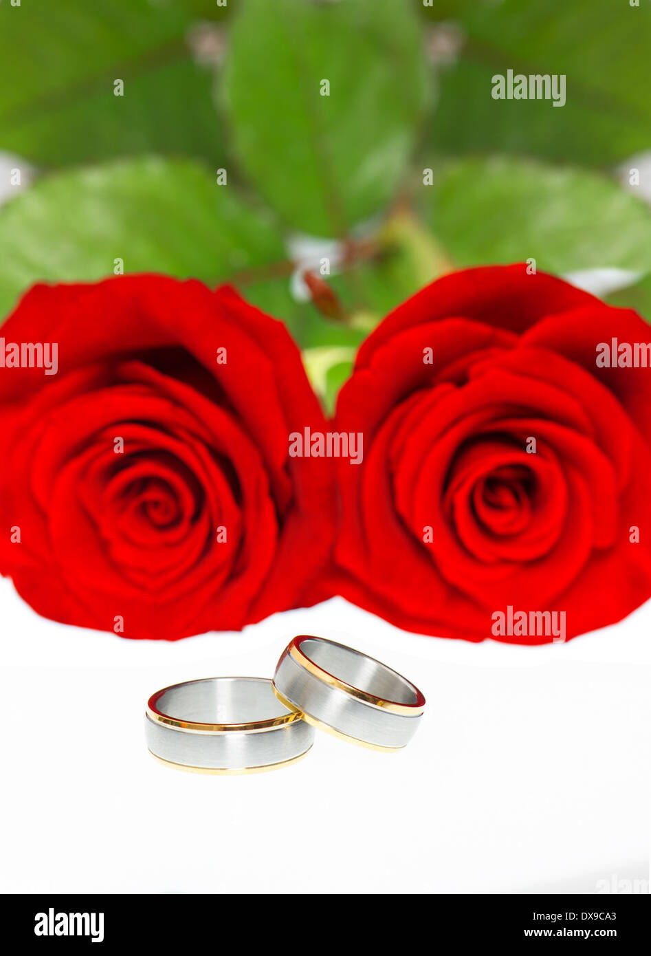 Trauringe und schöne rote Rosen Stockfoto