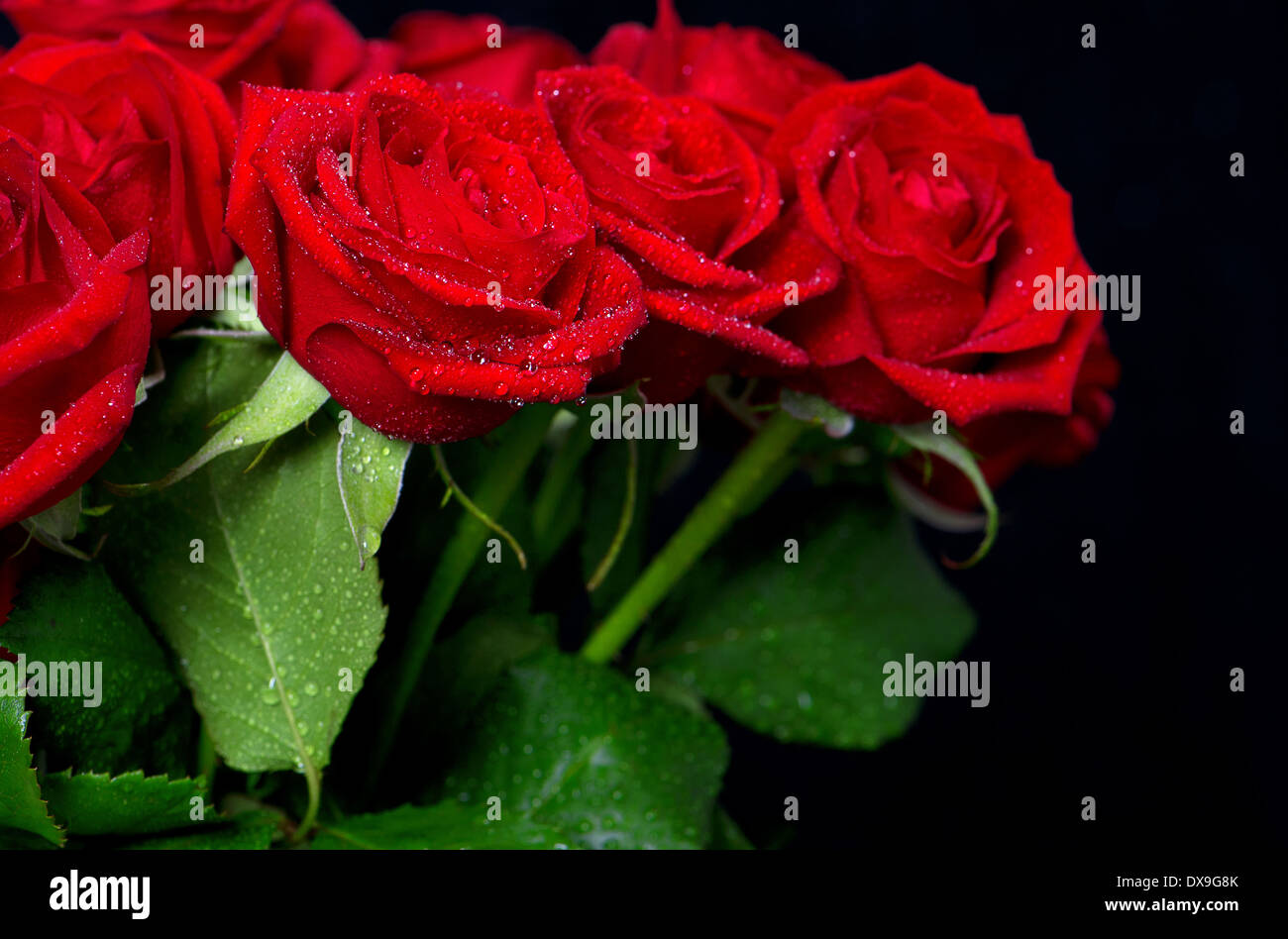 Bouquet von frischen roten Rosen mit Wasser fällt auf schwarzem Hintergrund Stockfoto