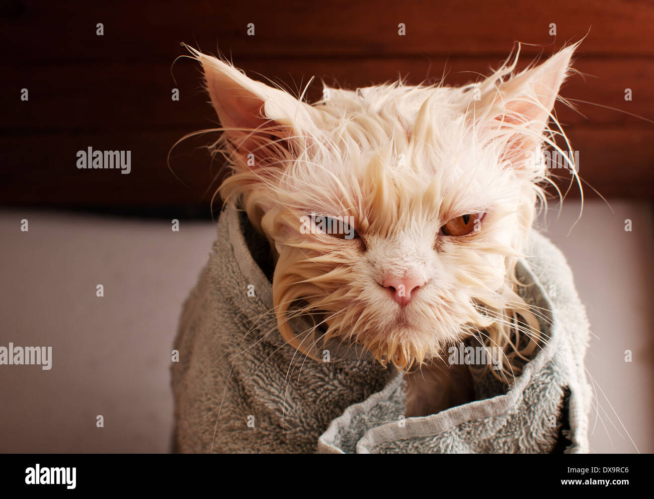 Lustige nasse katze Fotos und Bildmaterial in hoher Auflösung Alamy