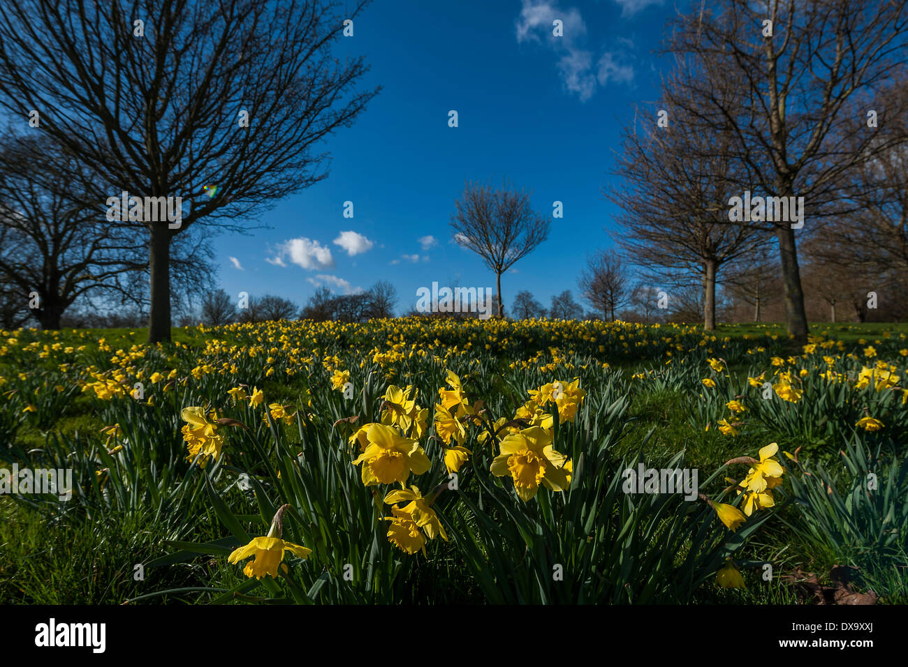 London, UK. 21. März 2014. Die Frühlings-Tagundnachtgleiche bringt blühenden Narzissen, grüne Triebe und blauen Himmel in Clapham Common, London, UK 21. März 2014. Bildnachweis: Guy Bell/Alamy Live-Nachrichten Stockfoto