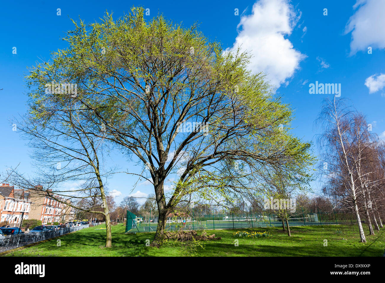 London, UK. 21. März 2014. Die Frühlings-Tagundnachtgleiche bringt blühenden Narzissen, grüne Triebe und blauen Himmel in Clapham Common, London, UK 21. März 2014. Bildnachweis: Guy Bell/Alamy Live-Nachrichten Stockfoto