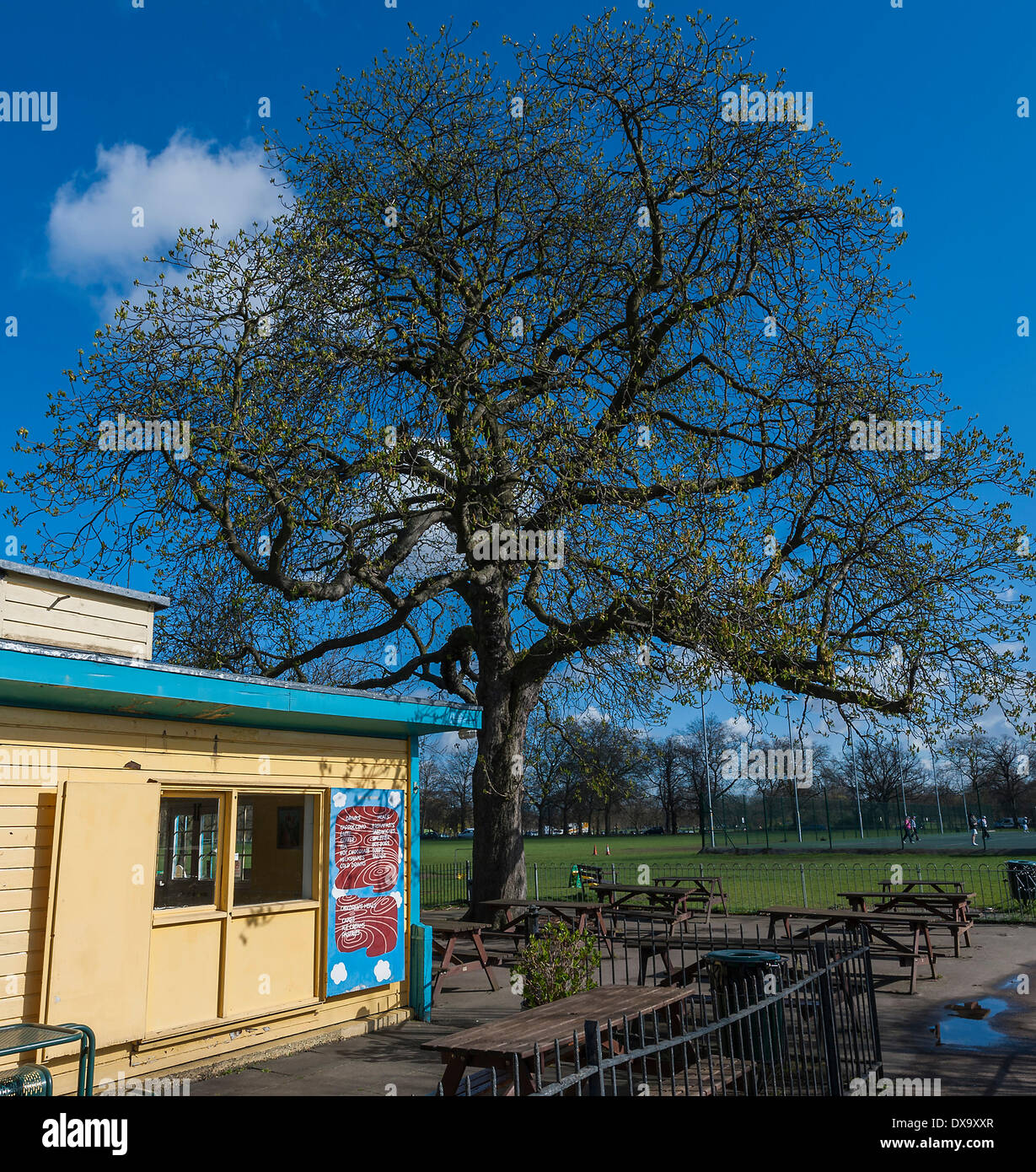 London, UK. 21. März 2014. Die Frühlings-Tagundnachtgleiche bringt blühenden Narzissen, grüne Triebe und blauen Himmel in Clapham Common, London, UK 21. März 2014. Bildnachweis: Guy Bell/Alamy Live-Nachrichten Stockfoto