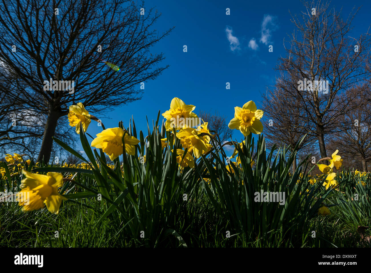London, UK. 21. März 2014. Die Frühlings-Tagundnachtgleiche bringt blühenden Narzissen, grüne Triebe und blauen Himmel in Clapham Common, London, UK 21. März 2014. Bildnachweis: Guy Bell/Alamy Live-Nachrichten Stockfoto