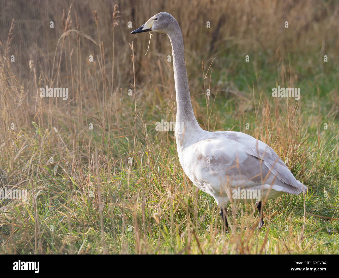 Ein grauen farbigen junger wilder Schwan Stockfoto