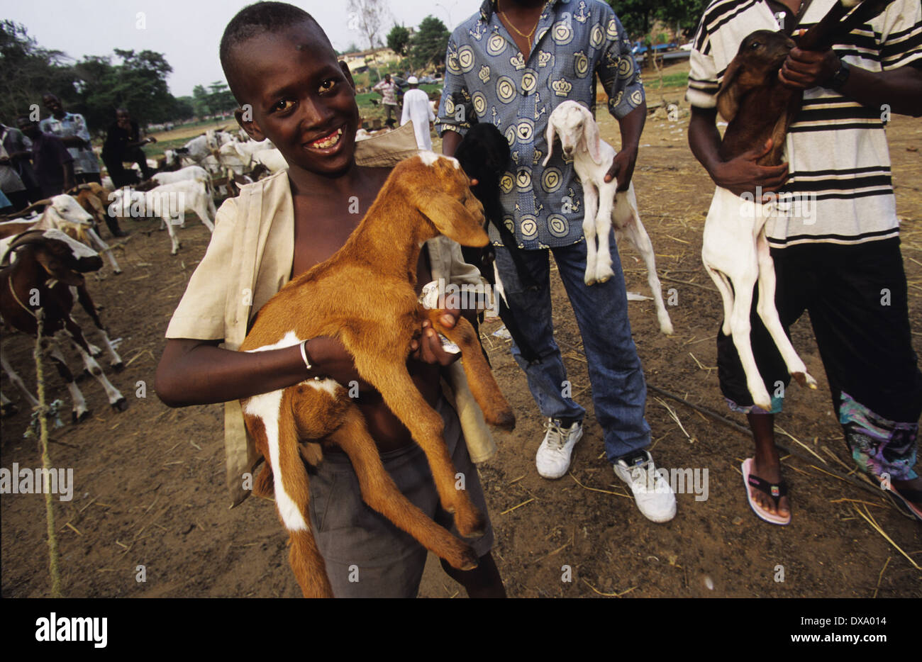 Schaf Ziege Markt, Yopougon Township, gegenüber von Abidjan, Elfenbeinküste, Afrika Stockfoto