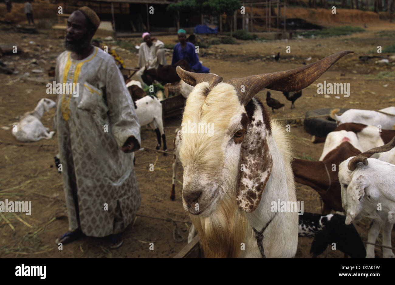 Schafe und Ziegen zu vermarkten, Yopougon Township, gegenüber von Abidjan, Elfenbeinküste, Afrika Stockfoto