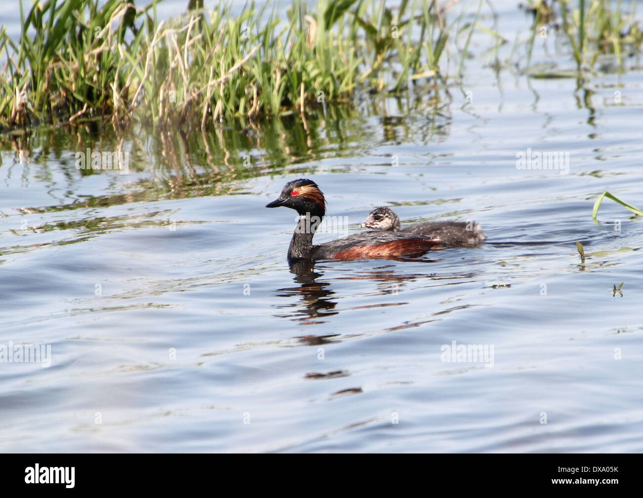 Nahaufnahme von einem Schwarzhalstaucher (Podiceps Nigricollis) schwimmen mit Jugendlichen Stockfoto