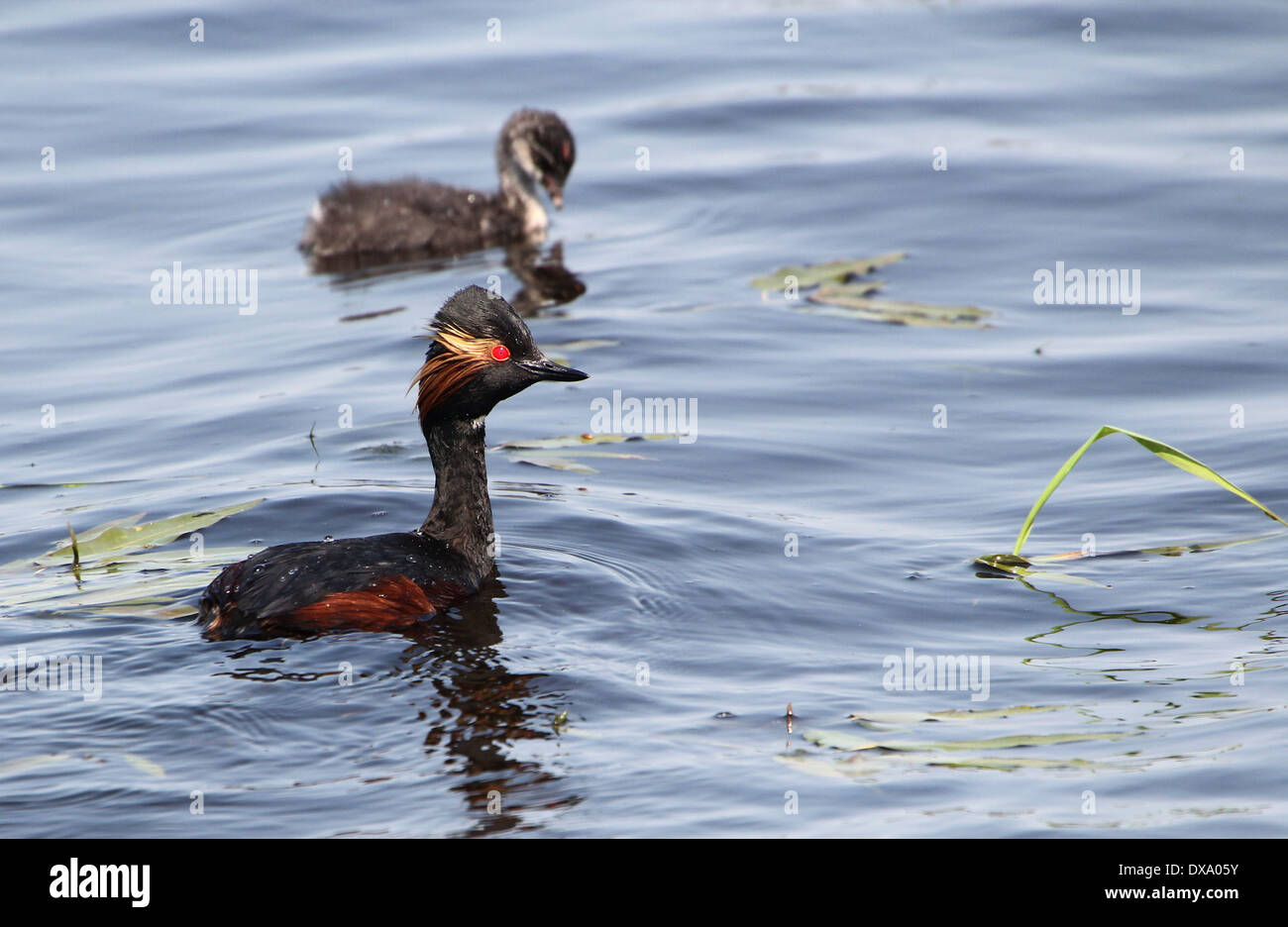 Nahaufnahme von einem Schwarzhalstaucher (Podiceps Nigricollis) schwimmen mit Jugendlichen Stockfoto