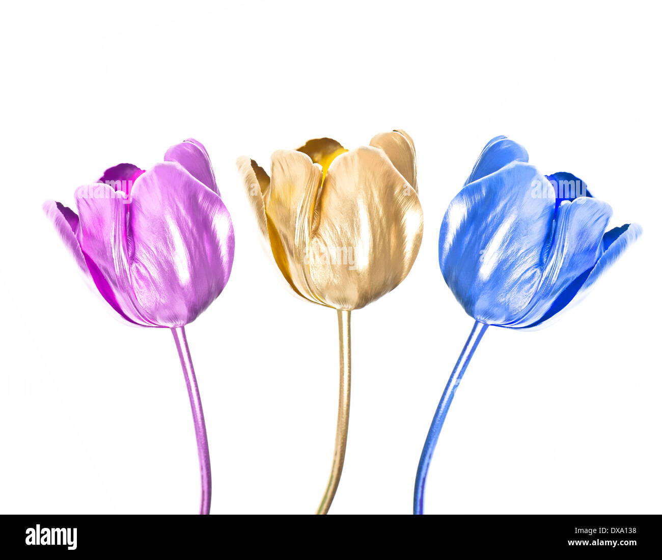 Golden blau rosa Tulpe Blumen isoliert Stockfoto