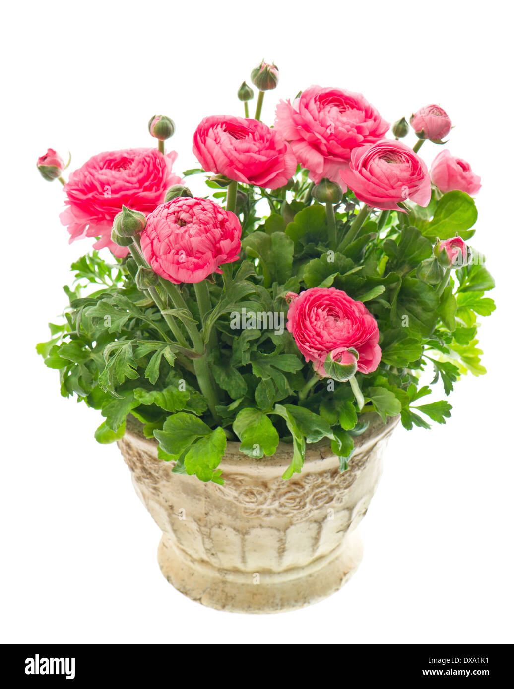 schöne rosa Ranunkeln Pflanze im Topf Stockfoto