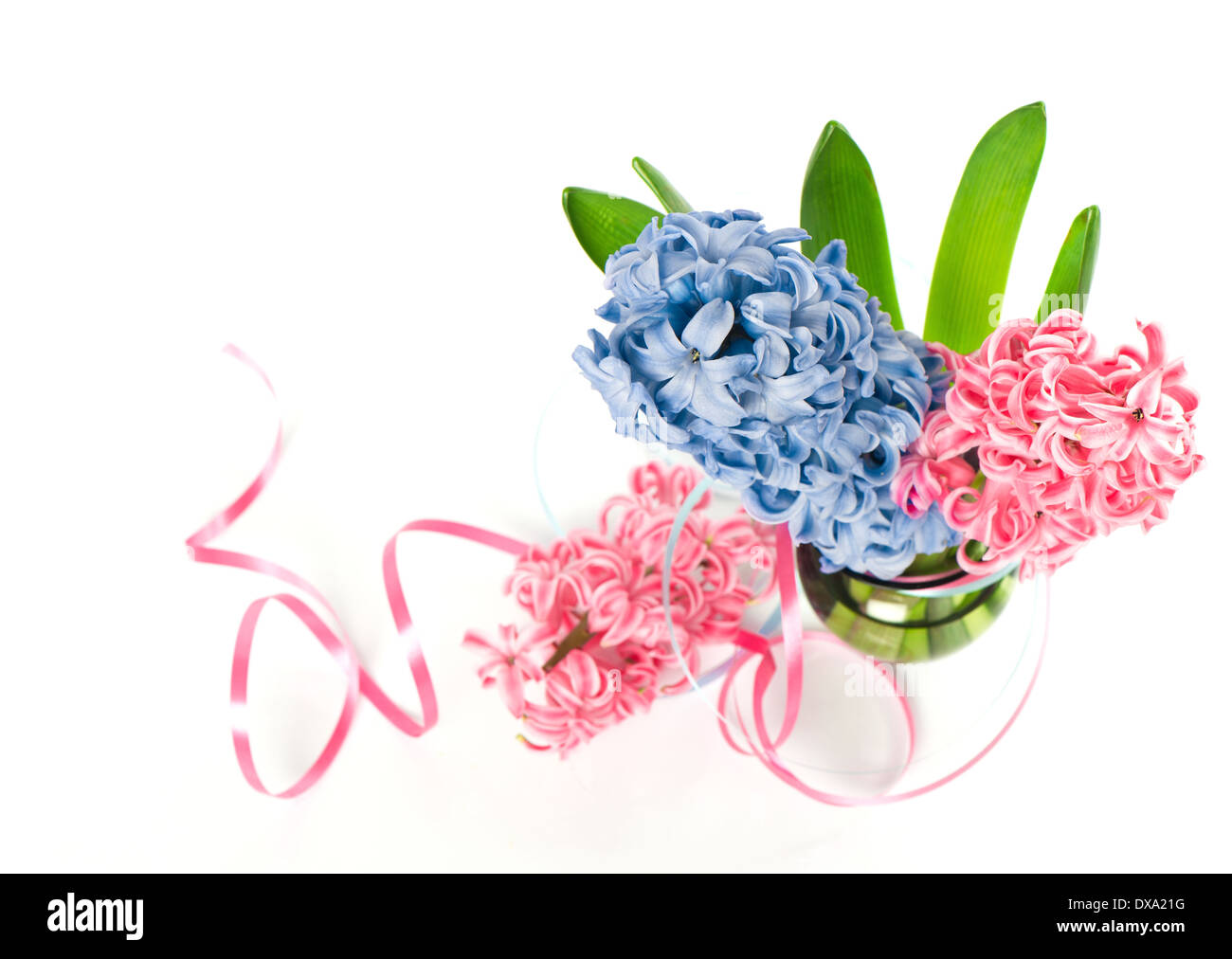 Blau und rosa Hyazinthe Frühlingsblumen in einer Vase auf weißem Hintergrund Stockfoto