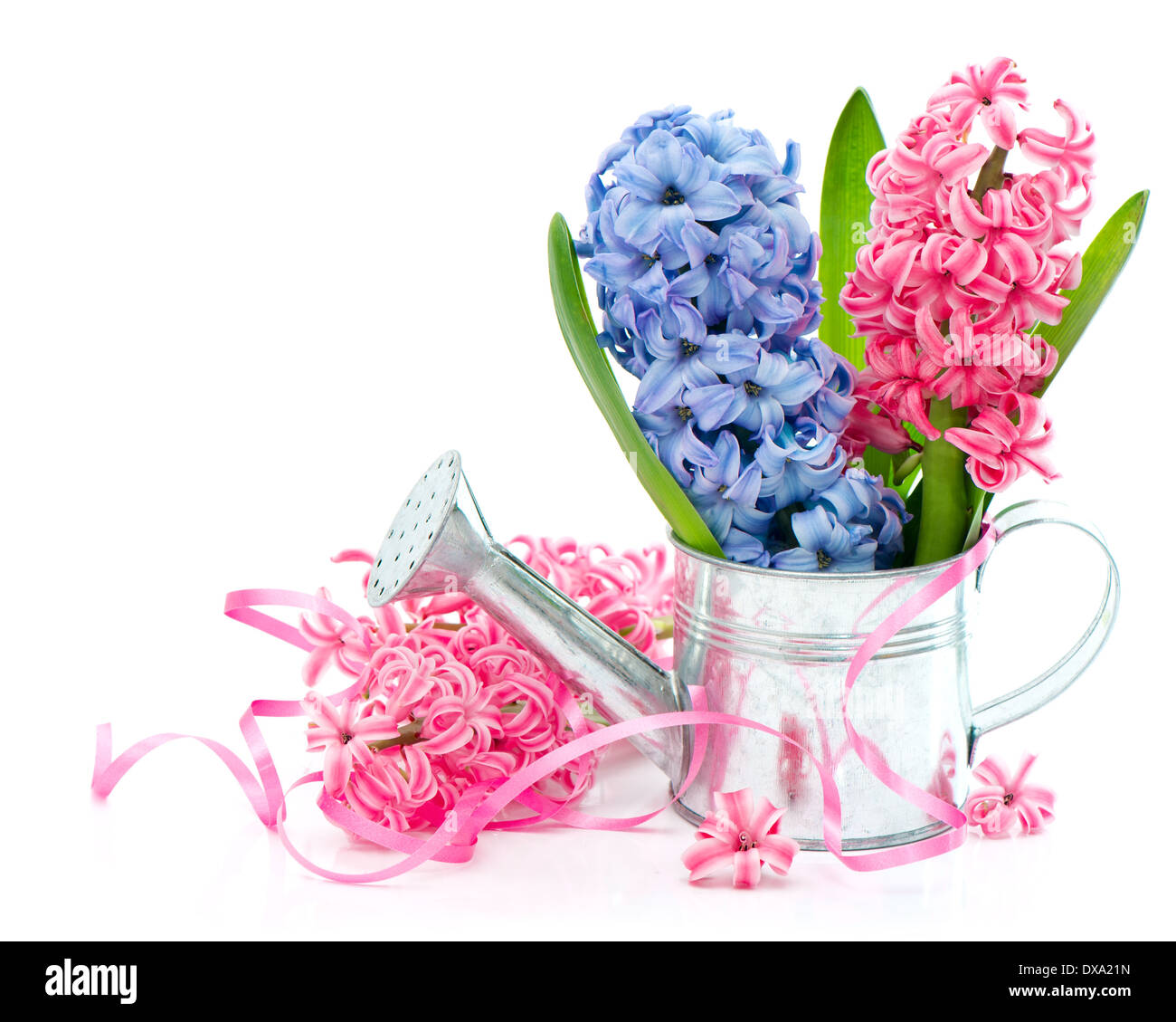 Blau und rosa Hyazinthe Frühlingsblumen in in Gießkanne auf weißem Hintergrund Stockfoto