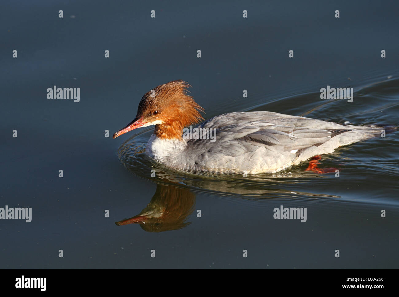 Weiblicher Gänsesäger Stockfoto