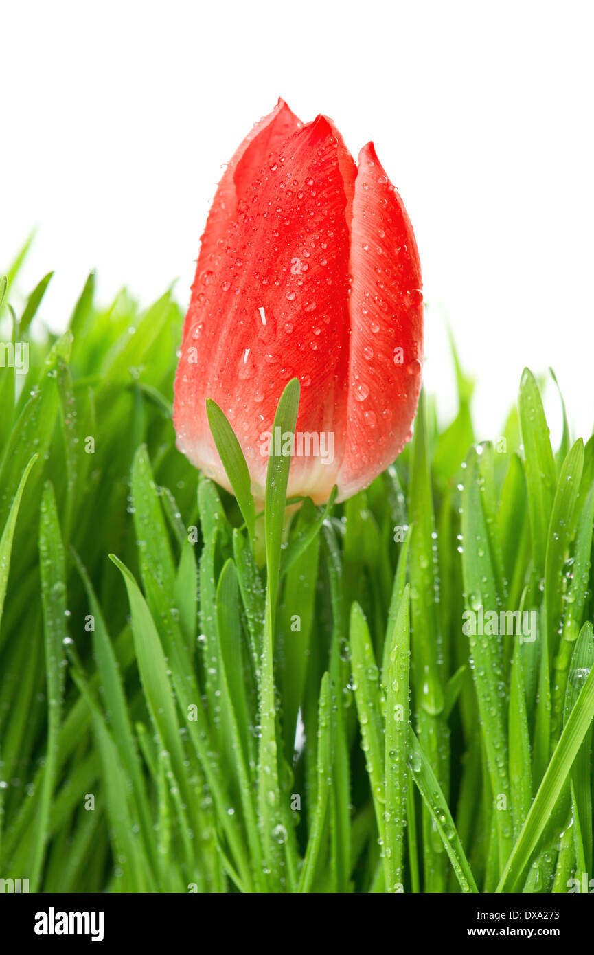 frische rote Tulpe im grünen Rasen mit Wasser tropft auf weißem Hintergrund. Frühjahrsblüte Stockfoto