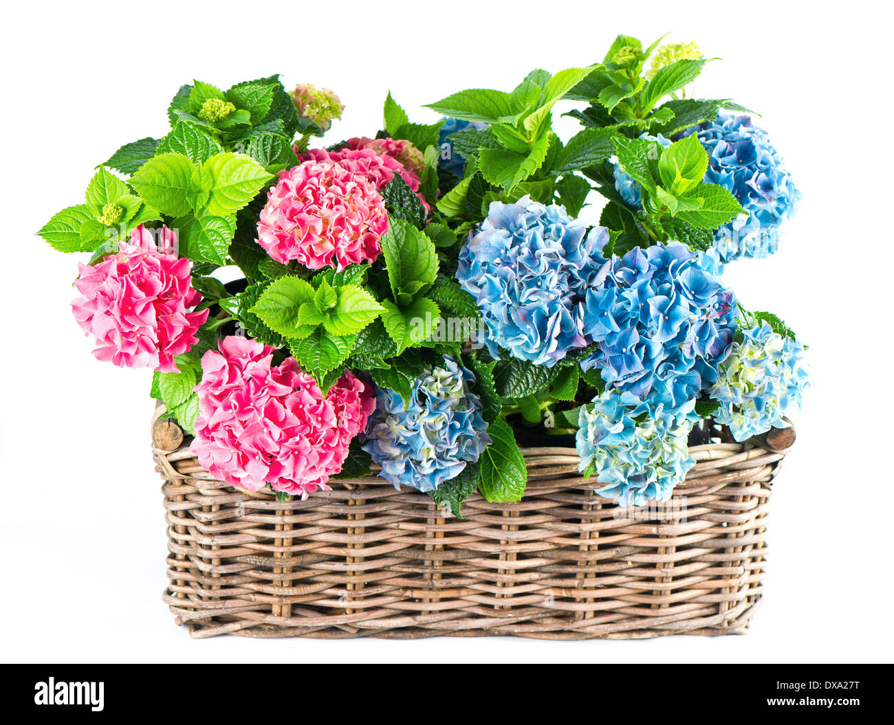 schöne rosa und blauen Hortensia Blumen. bunte Hortensie in Korb isoliert auf weißem Hintergrund Stockfoto