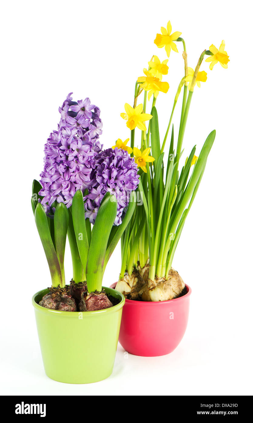 schöne Frühlingsblumen. Hyazinthe und Narzisse Stockfoto