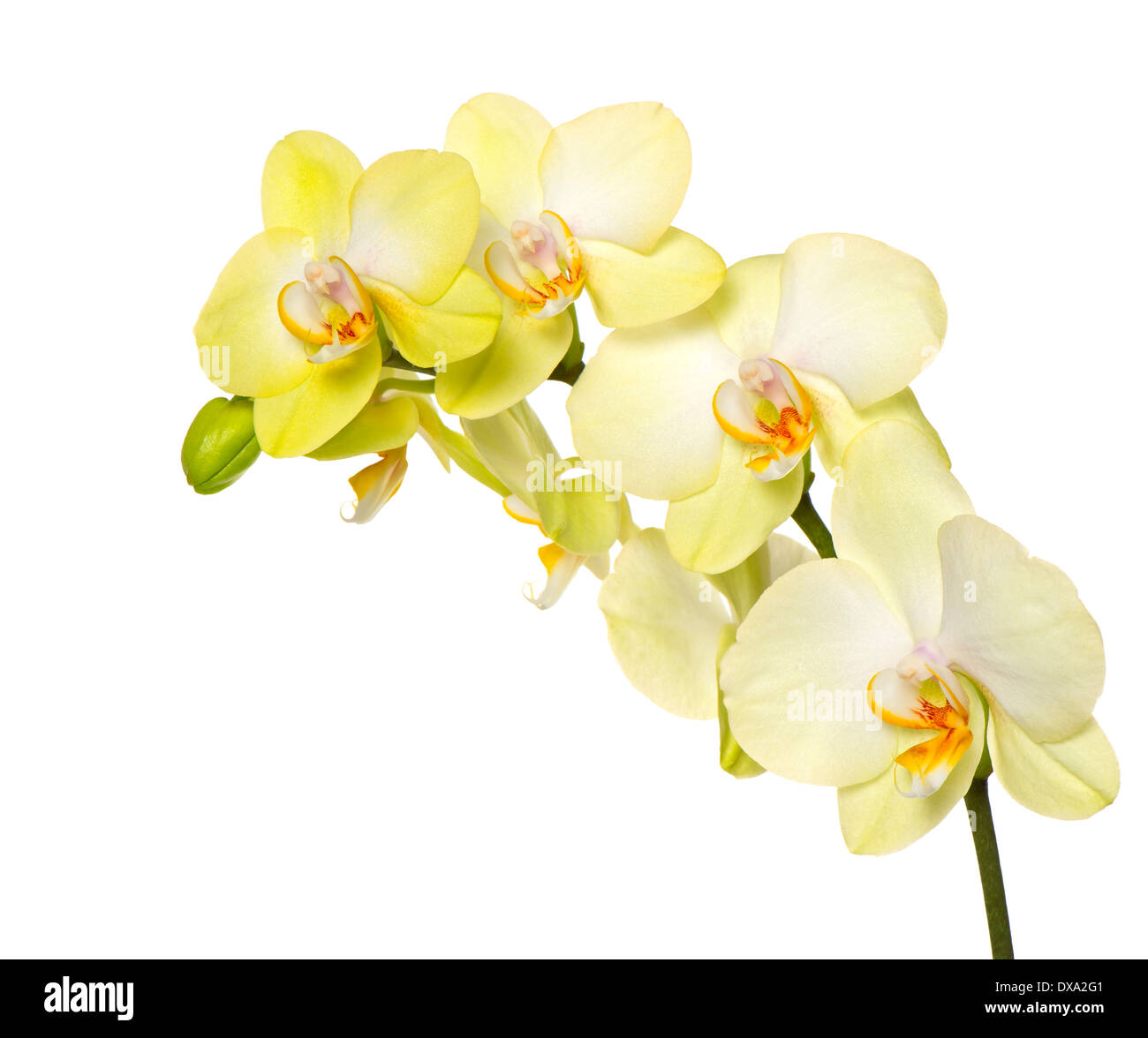 schöne gelbe Orchidee Blume auf weißem Hintergrund Stockfoto