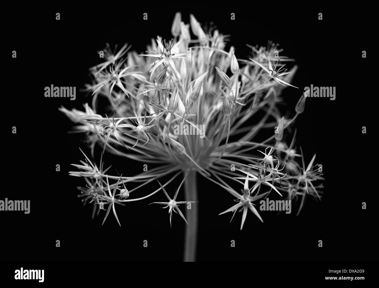 Lauch, Allium Christophii, schwarz und weiß Eröffnung Blume Licht gegen einen einfarbigen schwarzen Hintergrund erscheinen. Stockfoto