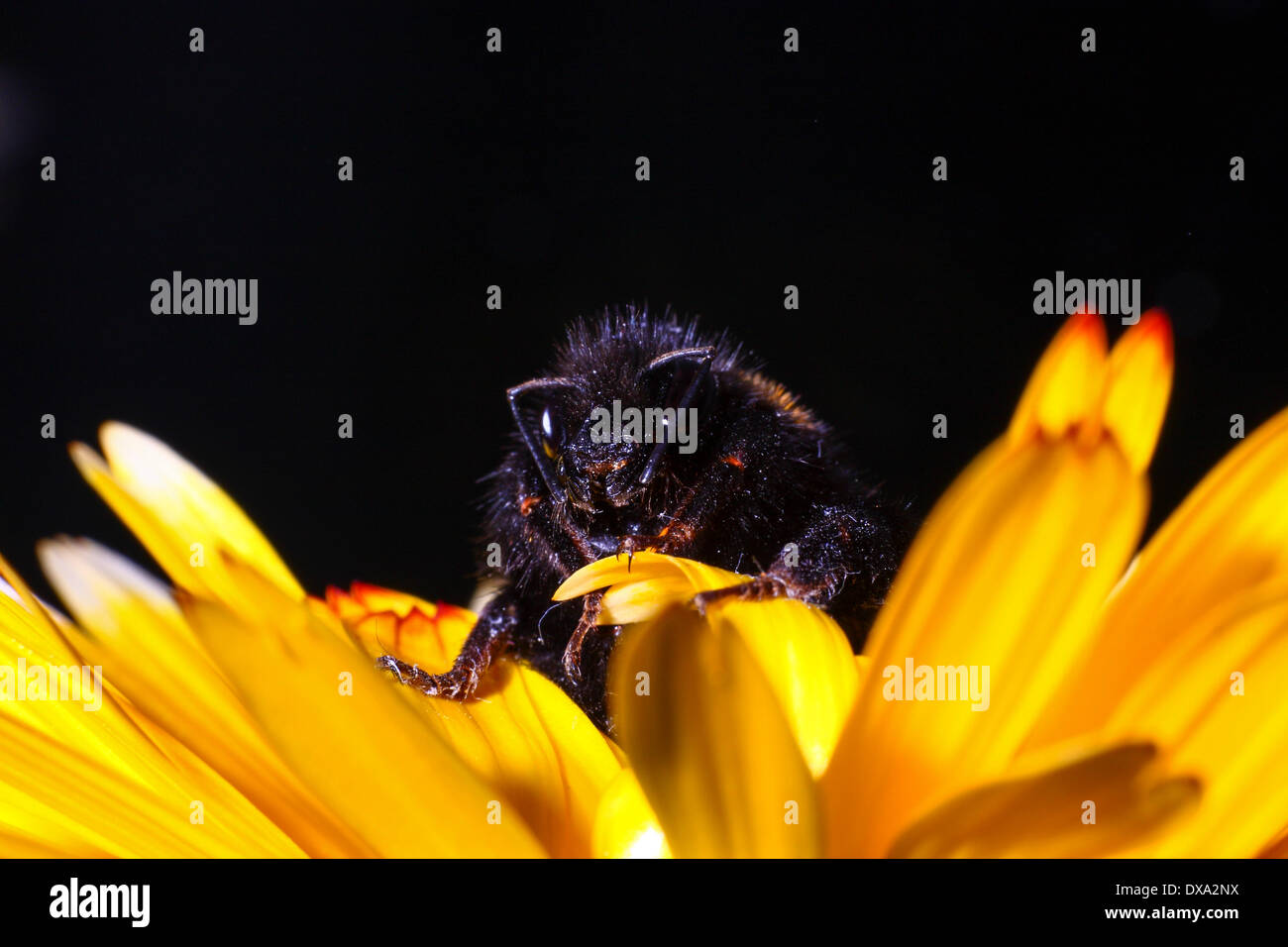 Großen Hummel auf Ringelblumeblume Stockfoto