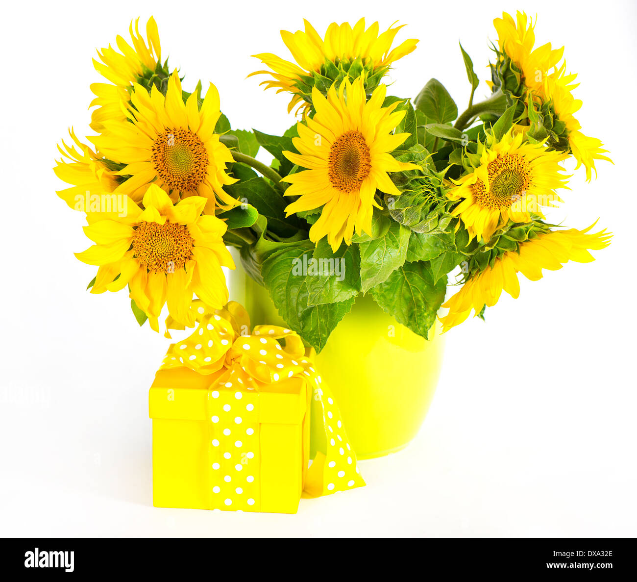 Schöne Sonnenblumen mit Geschenk-box Stockfoto
