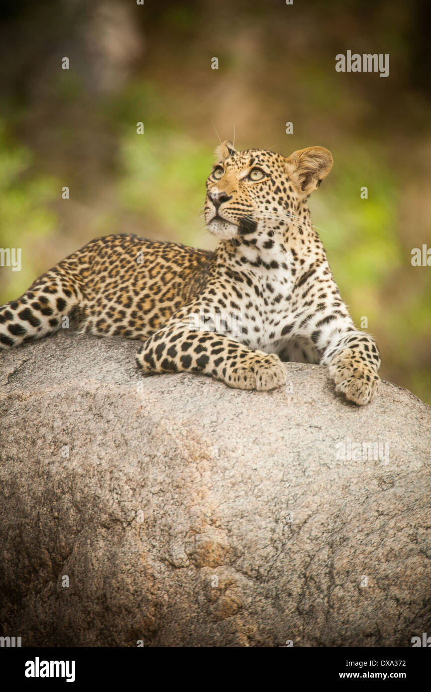 Junge Leoparden beobachtet Vögel in Südafrika. Stockfoto