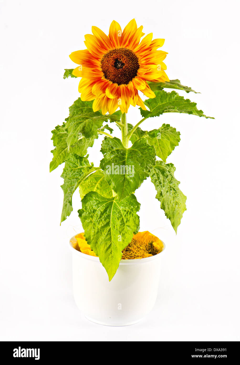 Schöne Sonnenblumen im Topf Stockfoto