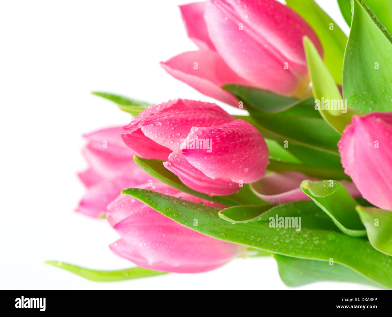 schönen Frühling Tulpen mit Wasser fällt auf weißem Hintergrund Stockfoto