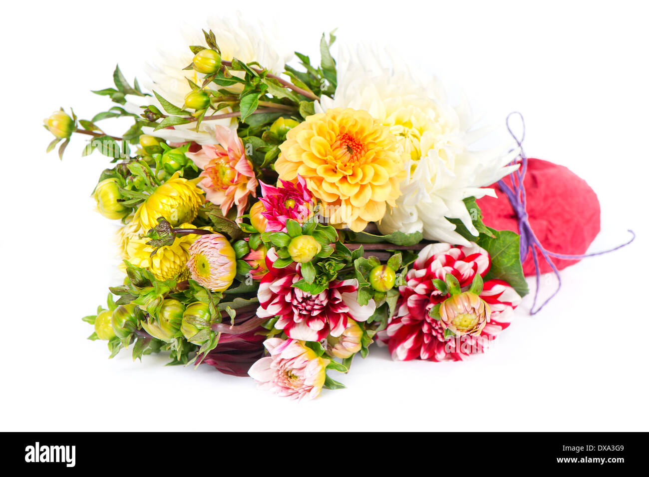 Blumenstrauß bunte Dahlie auf weißem Hintergrund Stockfoto