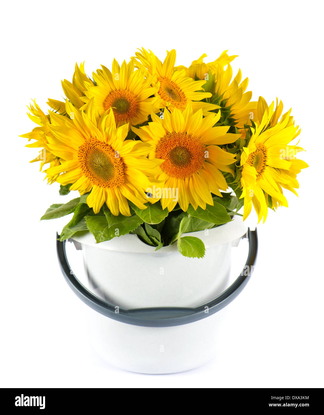 Schöne Sonnenblumen in einem Eimer auf weiß Stockfoto