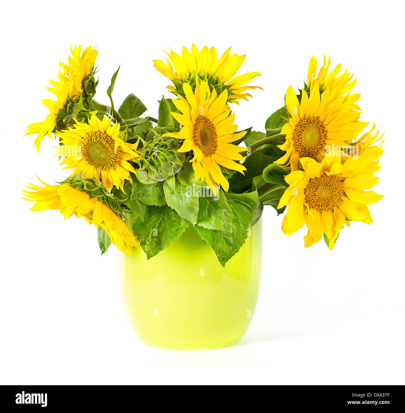 Schöne Sonnenblumen im Topf Stockfoto