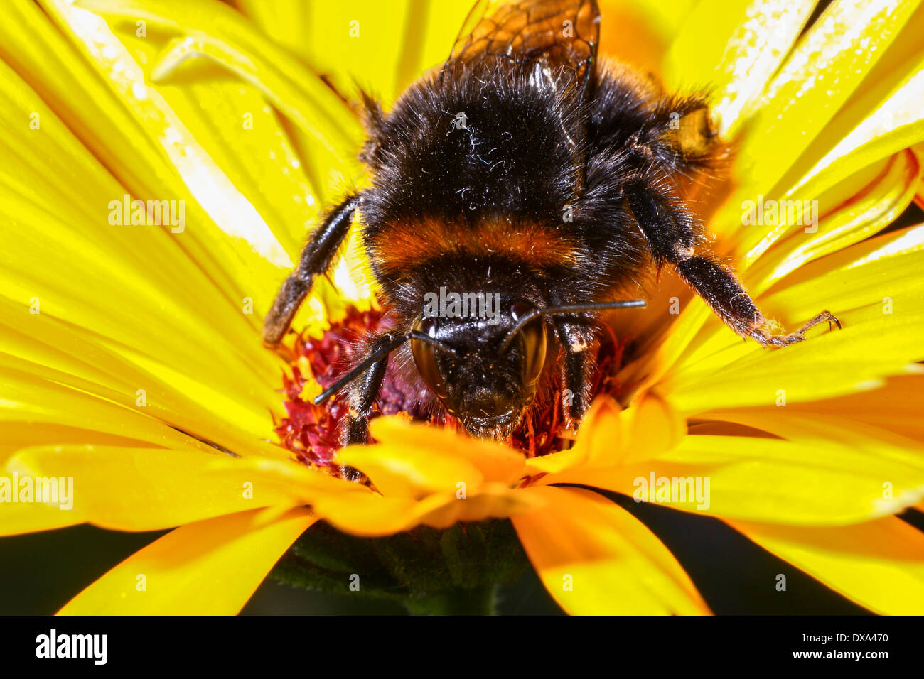 Großen Hummel auf Ringelblumeblume Stockfoto