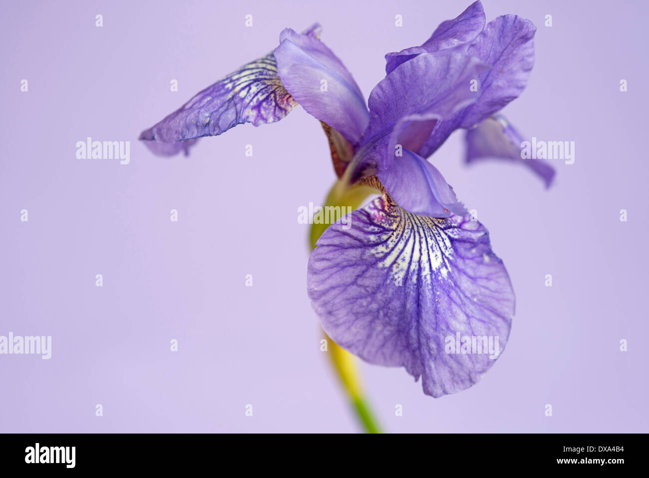 Sibirische Schwertlilie, Iris Sibirica "Sparkling Rose", lila Blüte blass lila farbigen Hintergrund. Stockfoto