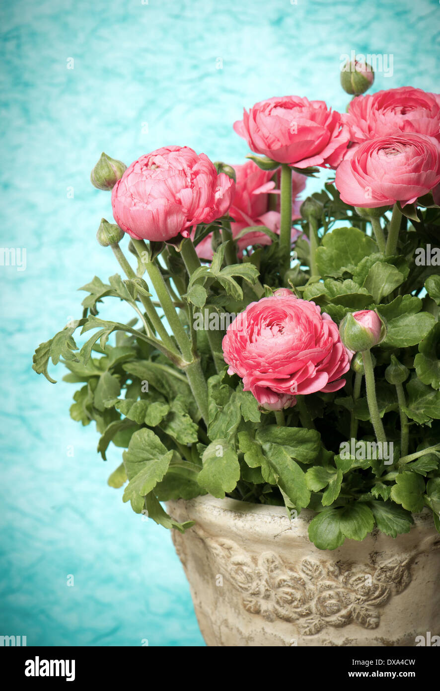 schöner Blumenstrauß Frühling Blumen rosa Ranunkeln Stockfoto