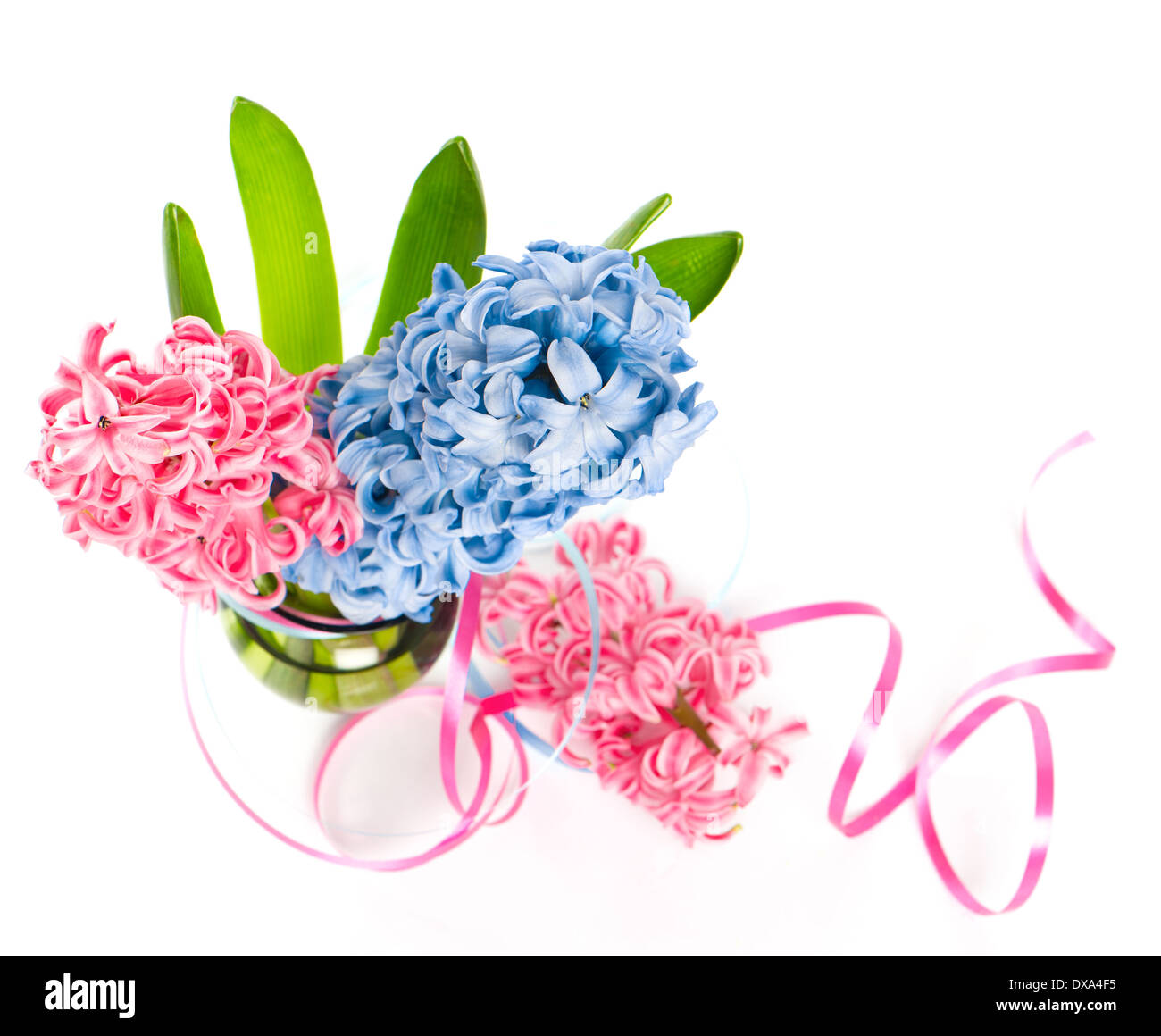 Frisches Blau und rosa Hyazinthe Frühlingsblumen in einer Vase auf weißem Hintergrund Stockfoto