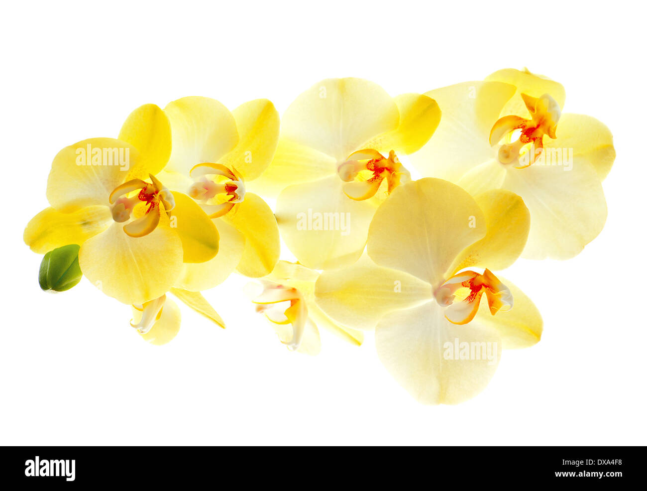 schöne Orchidee Blume auf weißem Hintergrund Stockfoto