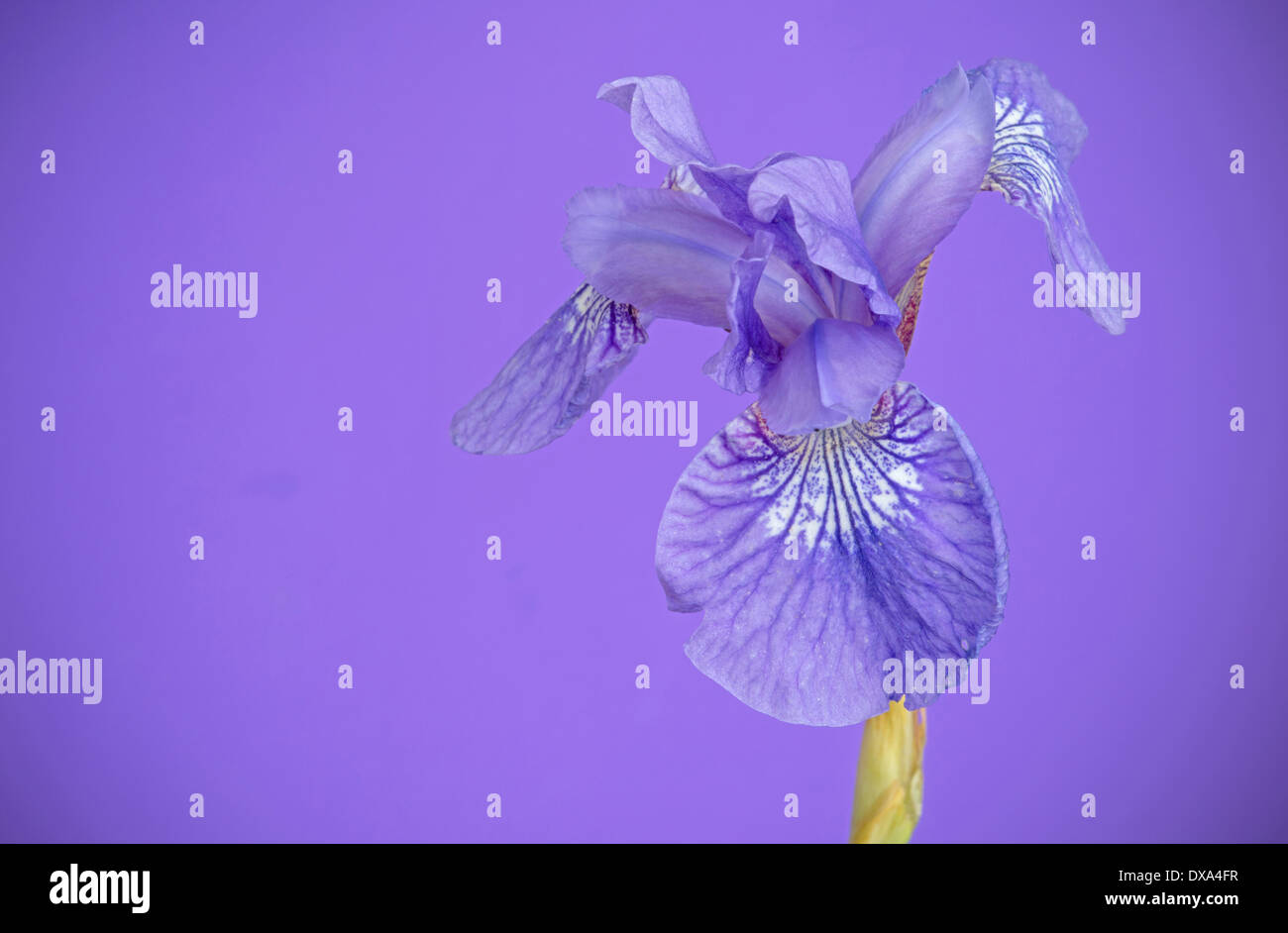 Sibirische Schwertlilie, Iris Sibirica "Sparkling Rose", lila Blume lila Hintergrund. Stockfoto