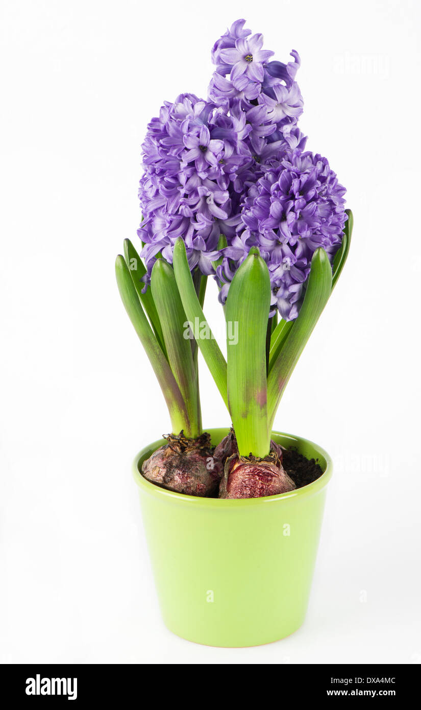 Hyazinth von Frühlingsblume in Topf Stockfoto