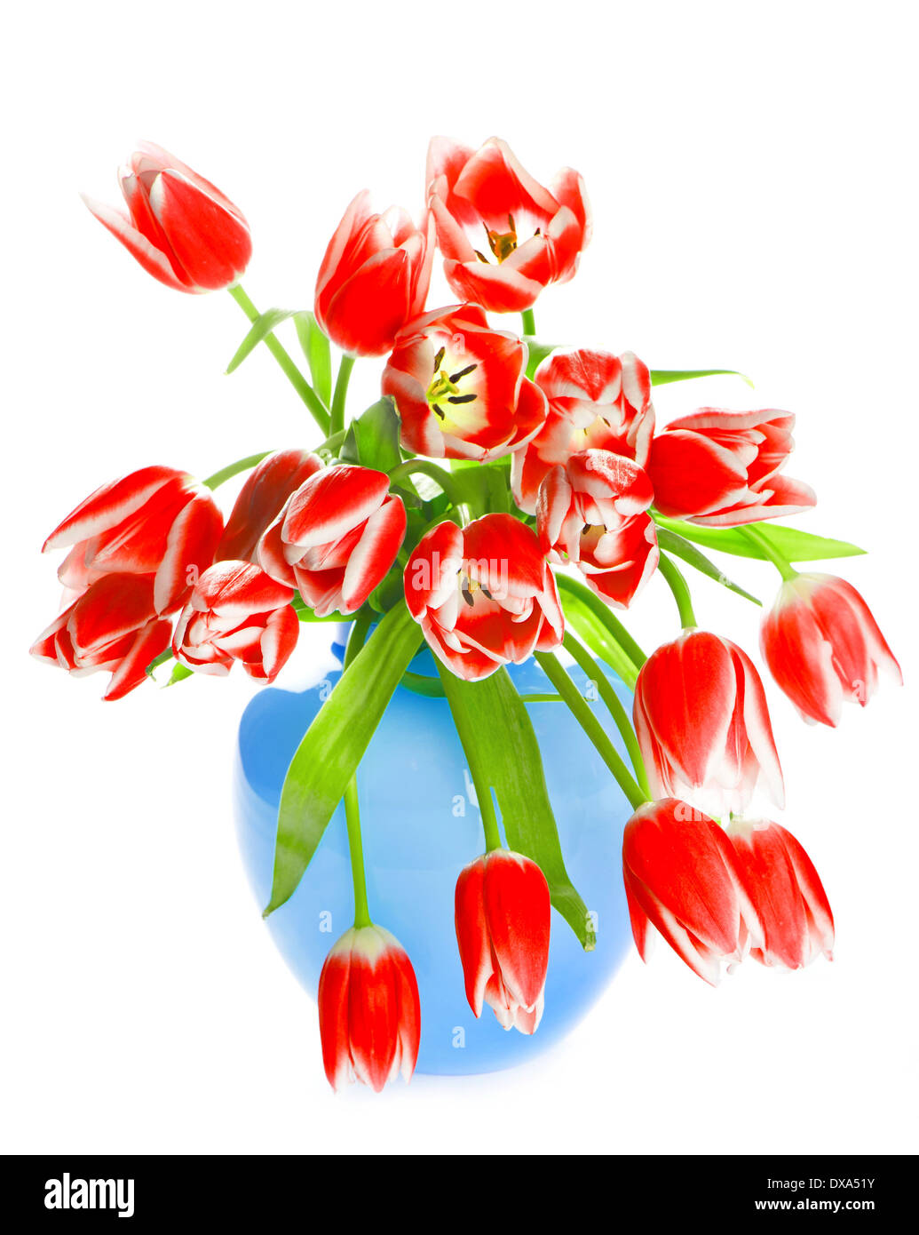 rote Tulpe Blumen auf weißem Hintergrund Stockfoto
