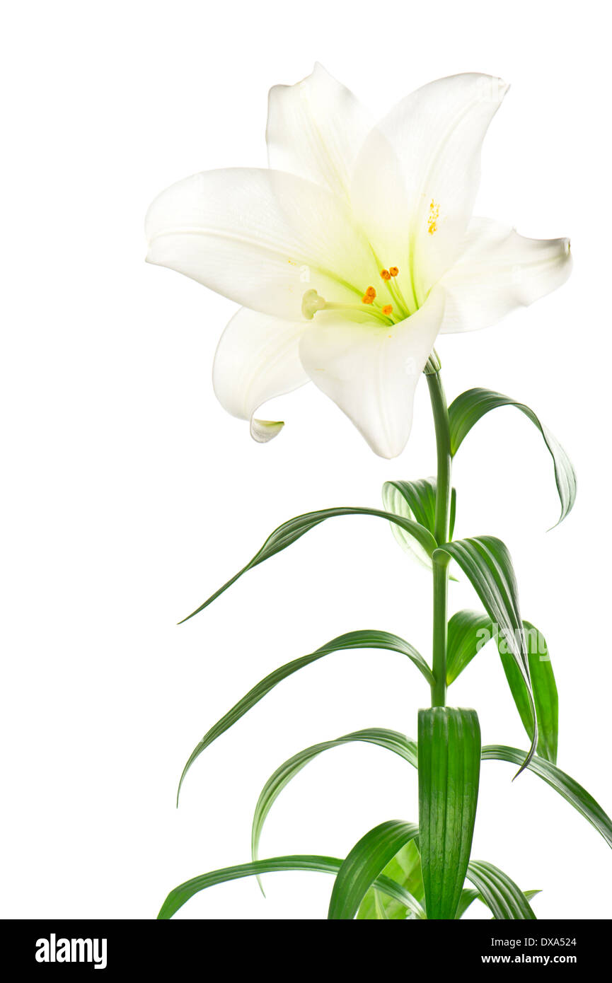 weiße Lilie Blume mit dunkelgrünem Laub Stockfoto