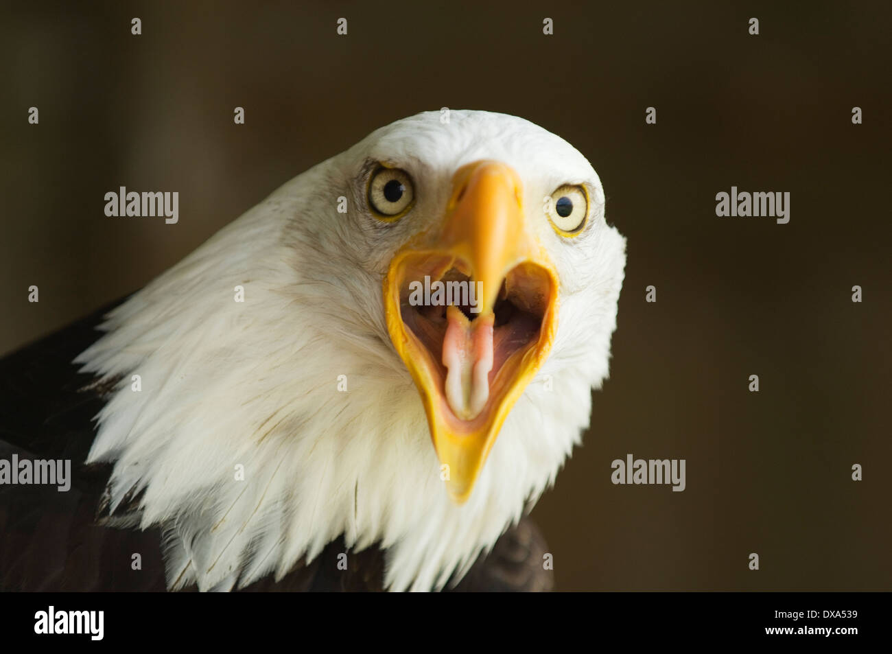 Porträt von einem Weißkopfseeadler, starrte auf die Kamera mit Schnabel öffnen. Stockfoto