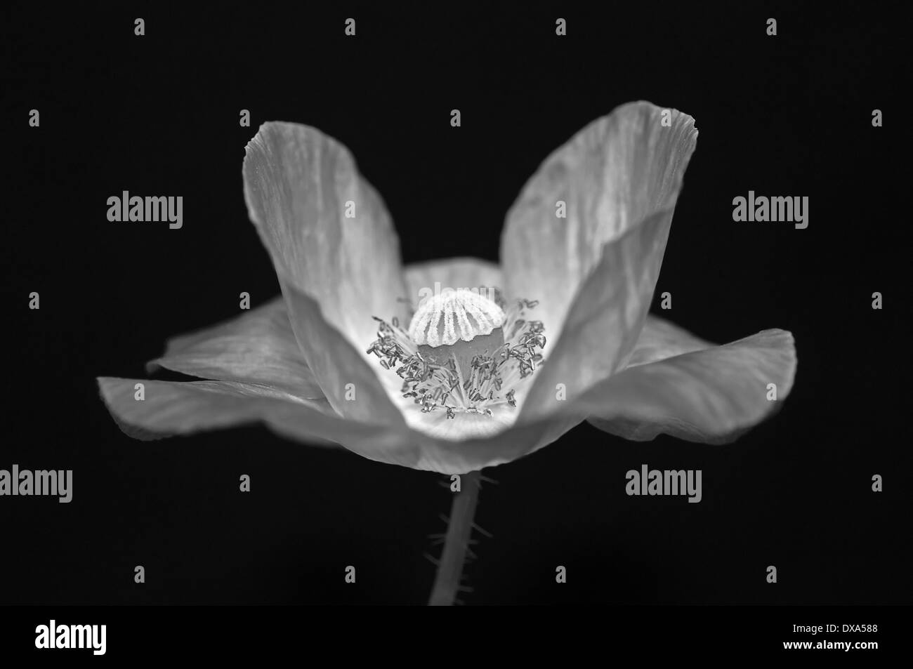 Shirley Mohn, Papaver Rhoeas Shirley Serie, schwarze und weiße Seite zeigt Staubgefäße und Stigma anzeigen. Stockfoto