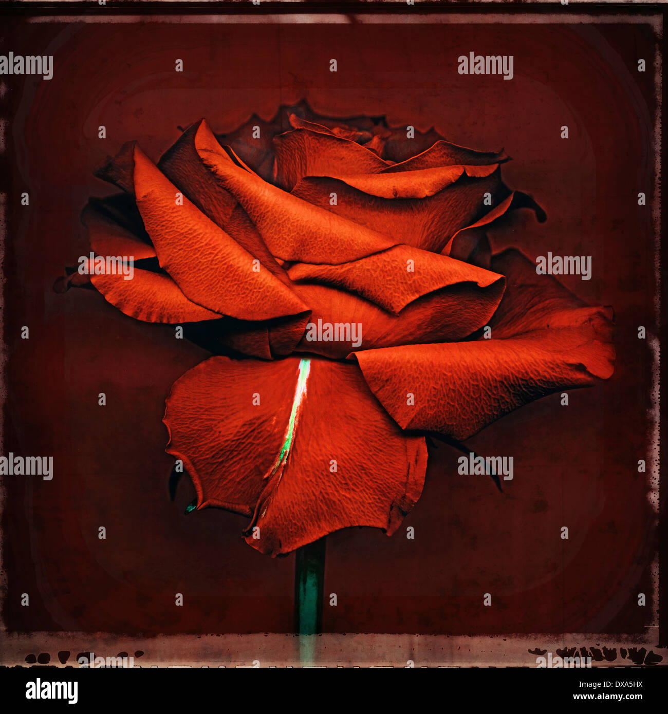 Rose Rosa rote Blume mit einem weißen Streifen auf ein Blütenblatt gegen einen dunkelroten Hintergrund. die Rose hat einen abgeflachten getrocknete auftritt. Stockfoto