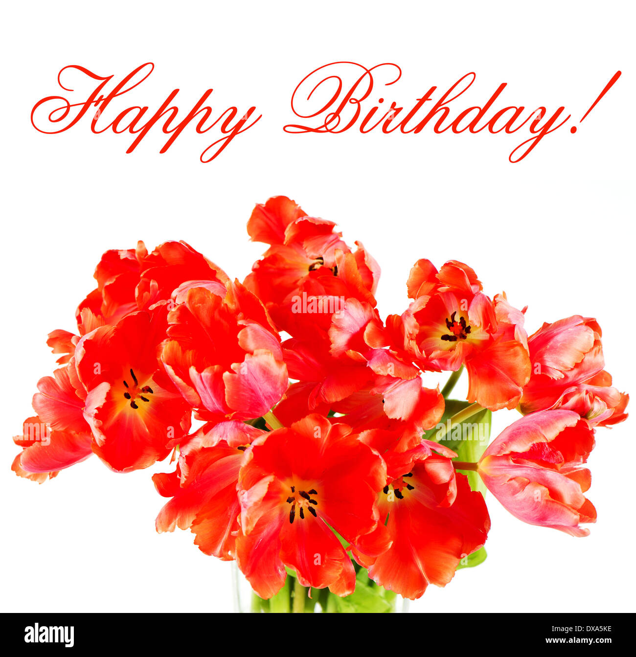 Rote Tulpen. Herzlichen Glückwunsch zum Geburtstag! Stockfoto, Bild
